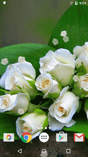 White rose apk - free download.