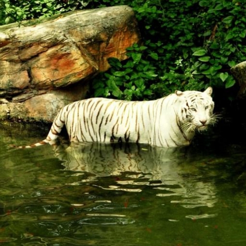 White tiger: Water touch apk - free download.