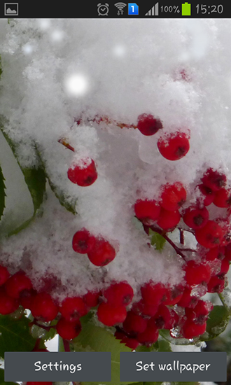 Winter berry apk - free download.
