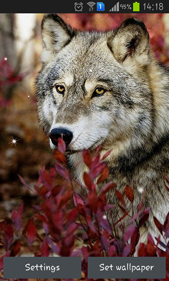 Wolf by HQ Awesome live wallpaper apk - free download.