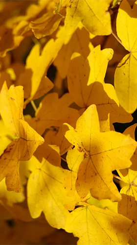 Full version of Android apk livewallpaper Autumn by Live Wallpaper HD 3D for tablet and phone.