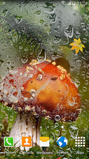 Screenshots of the live wallpaper Autumn mushrooms for Android phone or tablet.