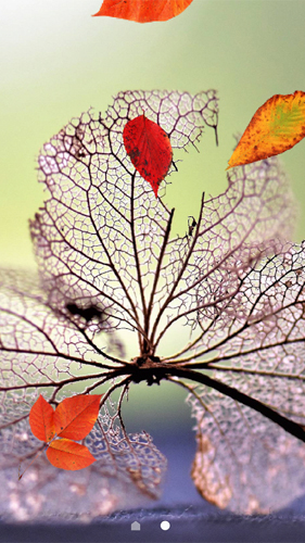 Full version of Android apk livewallpaper Beautiful autumn for tablet and phone.
