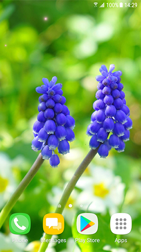 Full version of Android apk livewallpaper Beautiful spring flowers for tablet and phone.