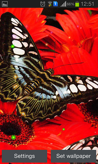 Screenshots of the live wallpaper Best butterfly for Android phone or tablet.