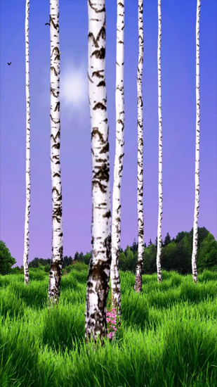 Full version of Android apk livewallpaper Birch Wood for tablet and phone.