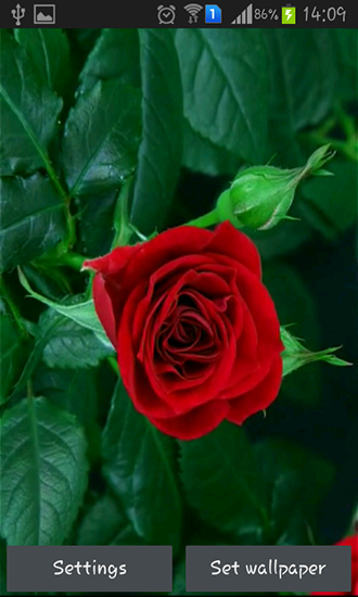 Screenshots of the live wallpaper Blooming red rose for Android phone or tablet.