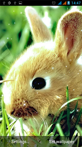 Full version of Android apk livewallpaper Bunny by Live Wallpapers Gallery for tablet and phone.