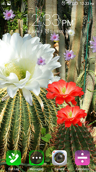 Screenshots of the live wallpaper Cactus flowers for Android phone or tablet.