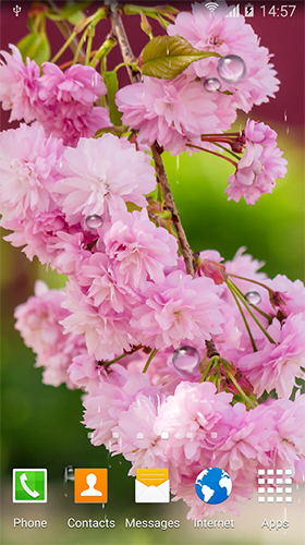 Full version of Android apk livewallpaper Cherry in blossom by BlackBird Wallpapers for tablet and phone.