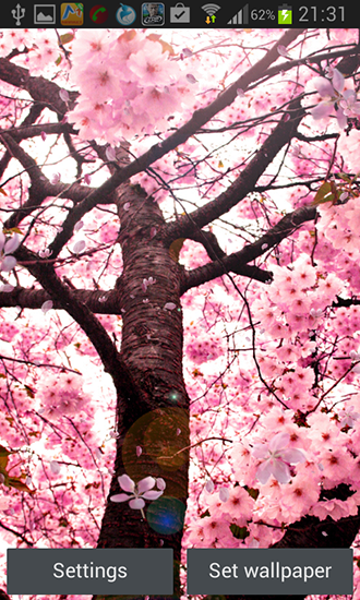 Screenshots of the live wallpaper Cherry blossom by Creative factory wallpapers for Android phone or tablet.
