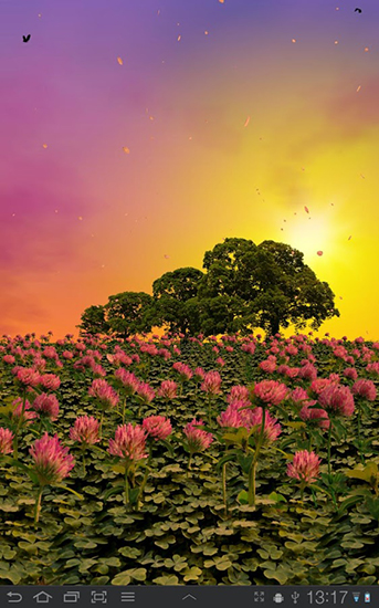 Screenshots of the live wallpaper Clover field for Android phone or tablet.