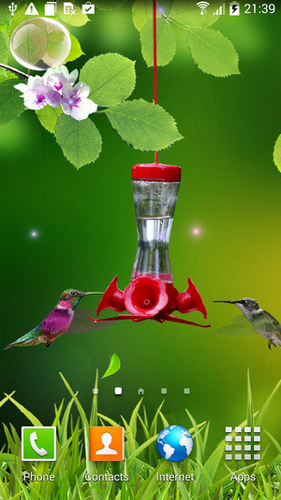 Screenshots of the live wallpaper Colibri for Android phone or tablet.