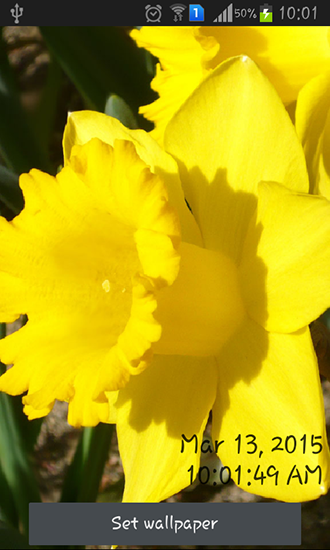 Screenshots of the live wallpaper Daffodils for Android phone or tablet.