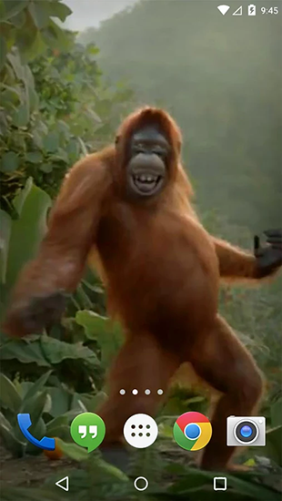 Screenshots of the live wallpaper Dancing monkey for Android phone or tablet.