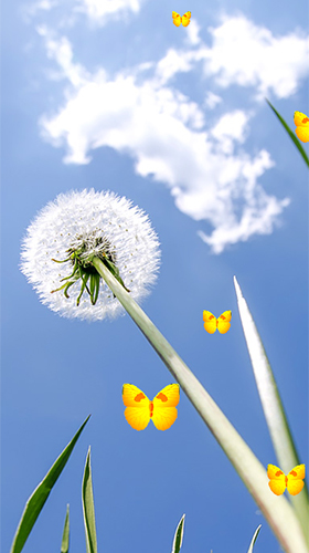 Full version of Android apk livewallpaper Dandelion by Latest Live Wallpapers for tablet and phone.