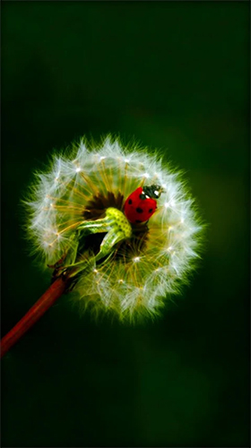 Full version of Android apk livewallpaper Dandelion by Live Wallpaper HD 3D for tablet and phone.