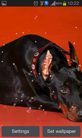 Screenshots of the live wallpaper Doberman for Android phone or tablet.