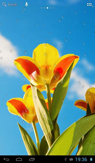 Screenshots of the live wallpaper Drops on tulips for Android phone or tablet.