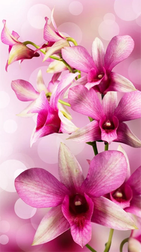 Full version of Android apk livewallpaper Flowers by Ultimate Live Wallpapers PRO for tablet and phone.