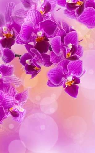 Screenshots of the live wallpaper Flowers for Android phone or tablet.