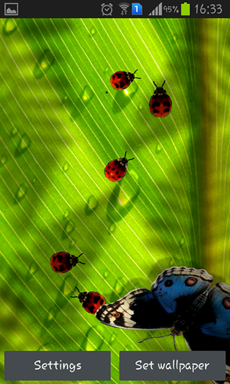 Screenshots of the live wallpaper Friendly bugs for Android phone or tablet.