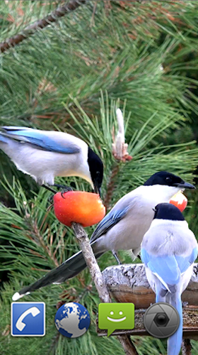 Full version of Android apk livewallpaper Garden birds for tablet and phone.