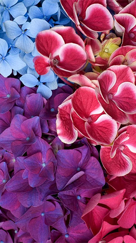 Full version of Android apk livewallpaper Garden flowers for tablet and phone.