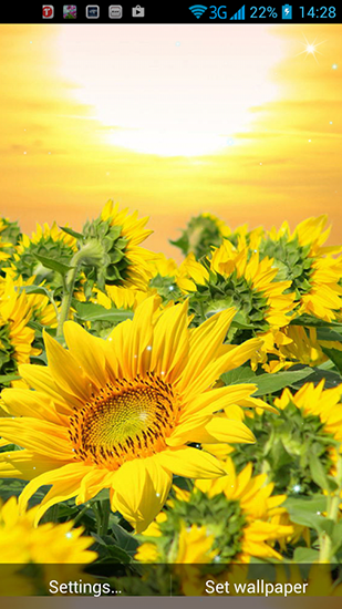 Screenshots of the live wallpaper Golden sunflower for Android phone or tablet.