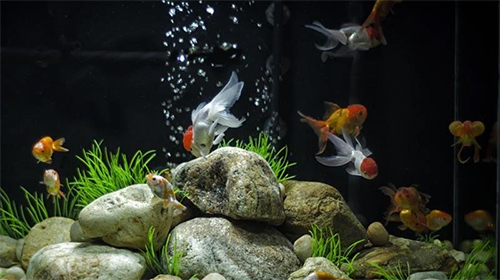Full version of Android apk livewallpaper Goldfish for tablet and phone.