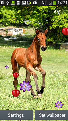 Full version of Android apk livewallpaper Horses by Latest Live Wallpapers for tablet and phone.