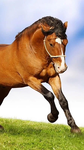 Full version of Android apk livewallpaper Horses by Pro Live Wallpapers for tablet and phone.