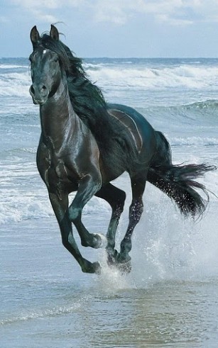 Screenshots of the live wallpaper Horses for Android phone or tablet.