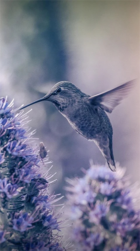 Full version of Android apk livewallpaper Hummingbird for tablet and phone.