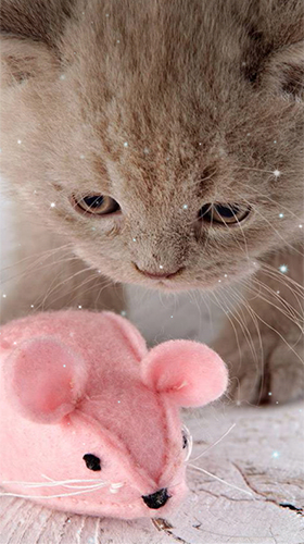 Full version of Android apk livewallpaper Kittens by Wallpaper qHD for tablet and phone.