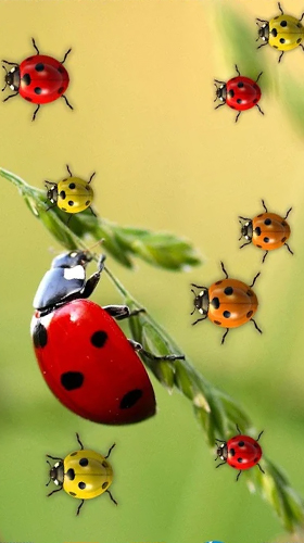Full version of Android apk livewallpaper Ladybugs by 3D HD Moving Live Wallpapers Magic Touch Clocks for tablet and phone.