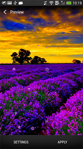 Full version of Android apk livewallpaper Lavender for tablet and phone.
