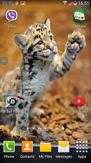 Screenshots of the live wallpaper Leopards: shake and change for Android phone or tablet.
