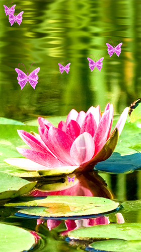 Full version of Android apk livewallpaper Lotus by Latest Live Wallpapers for tablet and phone.