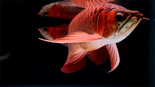 Full version of Android apk livewallpaper Lovely arowana by kimvan for tablet and phone.