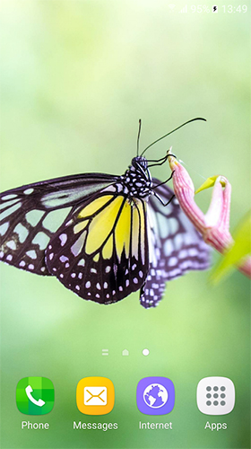 Full version of Android apk livewallpaper Macro butterflies for tablet and phone.