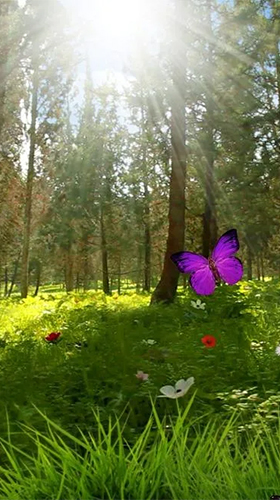 Full version of Android apk livewallpaper Magic forest for tablet and phone.