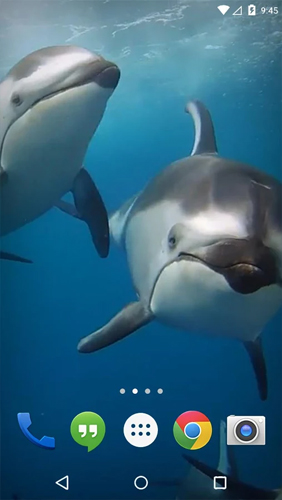 Full version of Android apk livewallpaper Ocean 3D: Dolphin for tablet and phone.