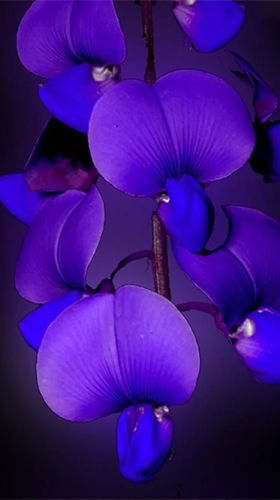 Full version of Android apk livewallpaper Orchid by Art LWP for tablet and phone.