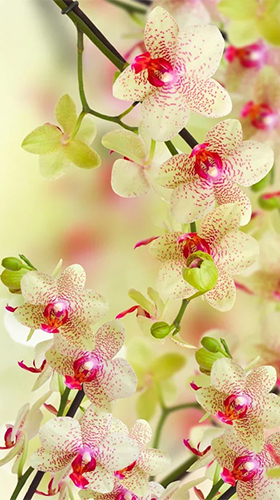 Full version of Android apk livewallpaper Orchid by Creative Factory Wallpapers for tablet and phone.