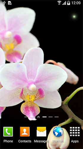Full version of Android apk livewallpaper Orchids by BlackBird Wallpapers for tablet and phone.
