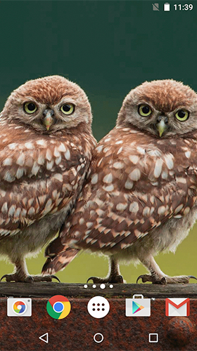 Full version of Android apk livewallpaper Owl by MISVI Apps for Your Phone for tablet and phone.