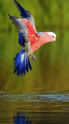 Full version of Android apk livewallpaper Parrot by Live Animals APPS for tablet and phone.