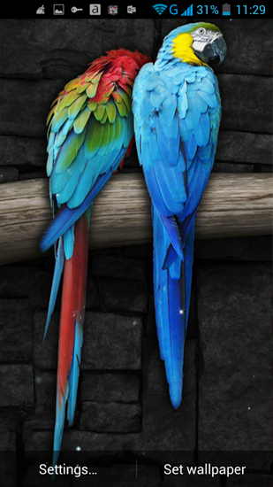 Full version of Android apk livewallpaper Parrot for tablet and phone.
