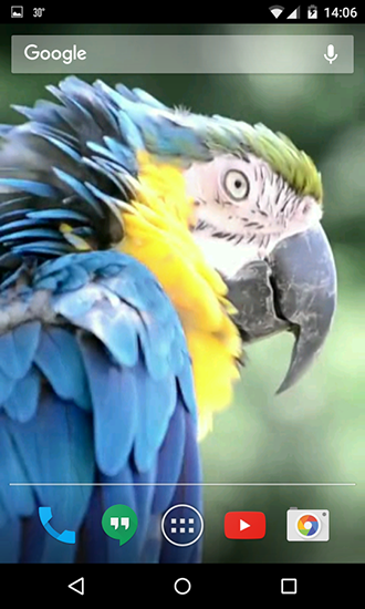 Screenshots of the live wallpaper Parrots for Android phone or tablet.